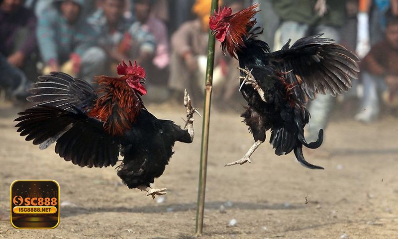 Đá Gà SC888 - Hỗ trợ nhanh để không lỡ trận