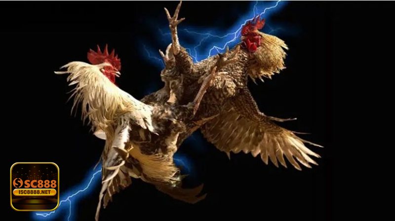 Đá Gà Online - Theo dõi hợp pháp và an toàn khi xem trên SC888