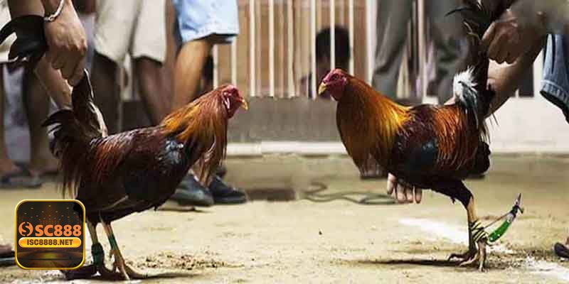 Đá Gà Online - Nhận diện link giả mạo: đừng đổi an toàn lấy vài giây tò mò