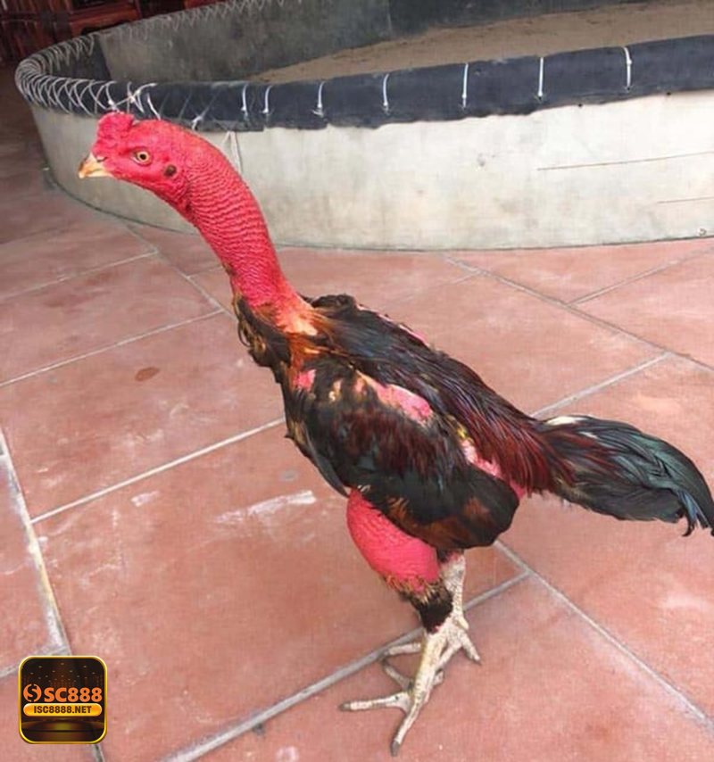 Đá Gà SC888 - Các hình thức phổ biến: Thomo, cựa sắt, cựa dao