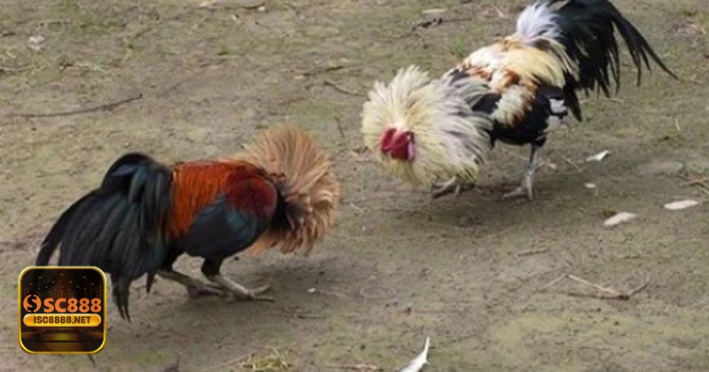 Đá Gà SC888 - Xem mượt trên mobile lẫn máy tính