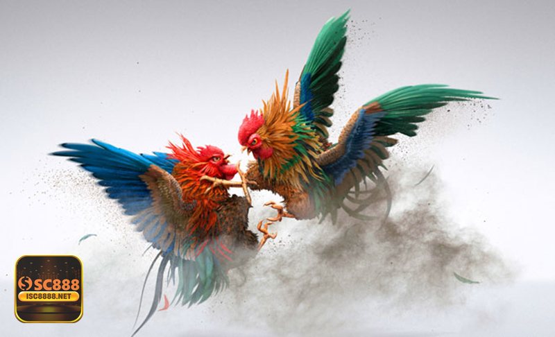 Thuật ngữ đá gà - Vần hơi và chạy lồng: bài nền để nhìn ra thể lực