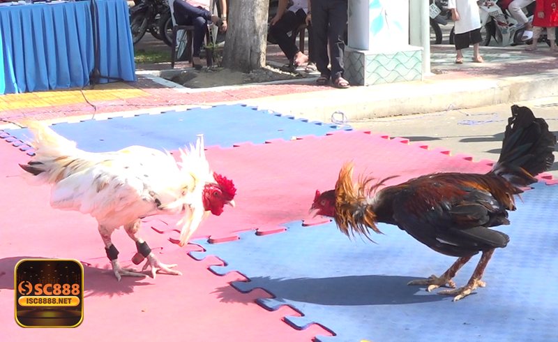 Đá Gà Thomo - Livestream mượt giúp bạn bắt nhịp trận và đọc kèo rõ hơn