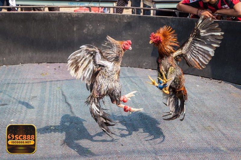 Thuật ngữ đá gà - Cáp độ, chạng gà, sới: cách nói để cân kèo cho công bằng