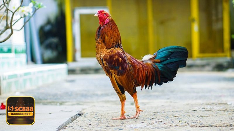 Đá Gà Online - Khái niệm và sức hút của hình thức theo dõi trực tuyến